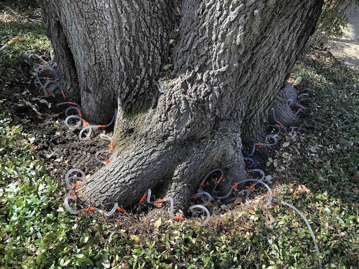 Detailed Tree Cabling and Bracing job site in Hillside