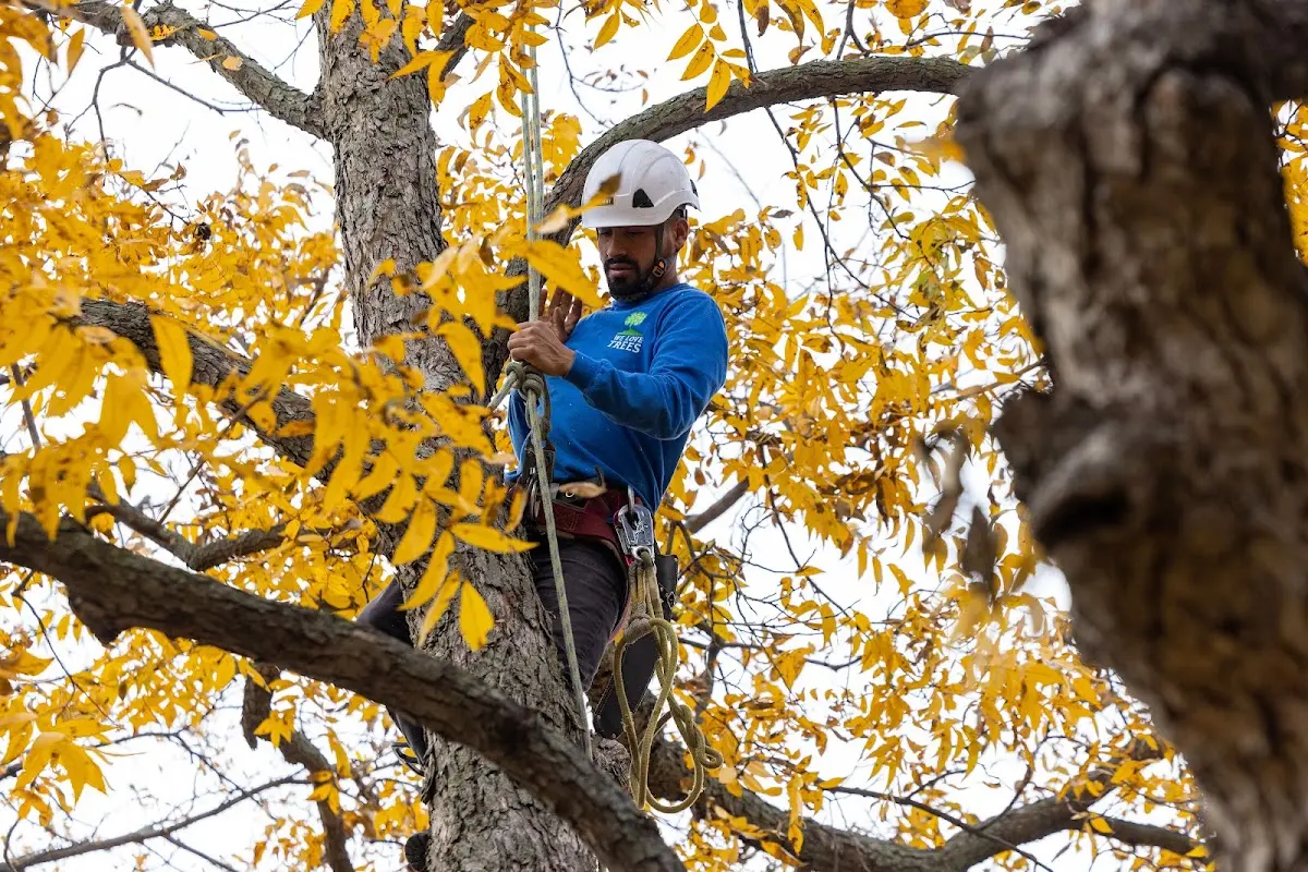 Skilled Tree Planting crew working in Hillside